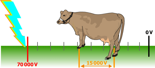 Les vaches et la foudre, tension de pas !