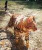 ChaTigre Chat et Tigre 2/2