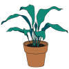 Plante en pot