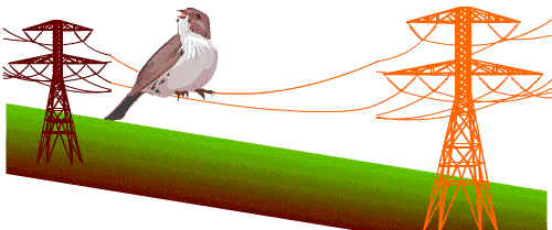animation Oiseau-electrocute